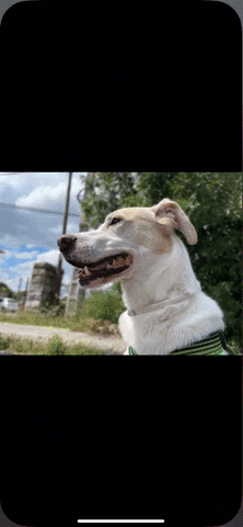 miquellpezcastro giphyupload GIF