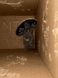 Scuba Dancing Cat GIF