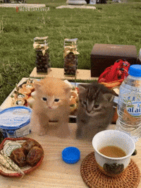 Scuba Dancing Cat GIF