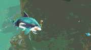 hungry-shark game shark sharks ubisoft GIF