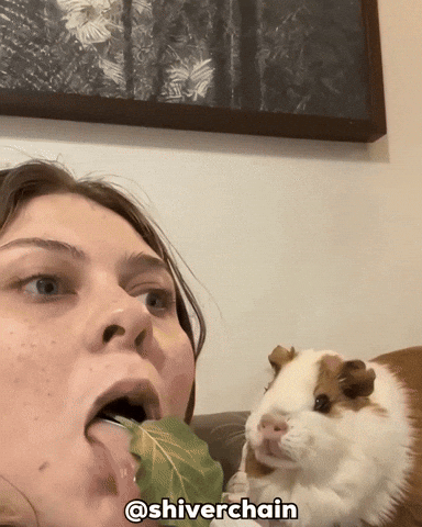Eat Guinea Pig GIF