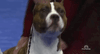 national dog show 2018 GIF by NBC