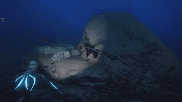 leatherback turtle dana squid GIF by Beyond Blue