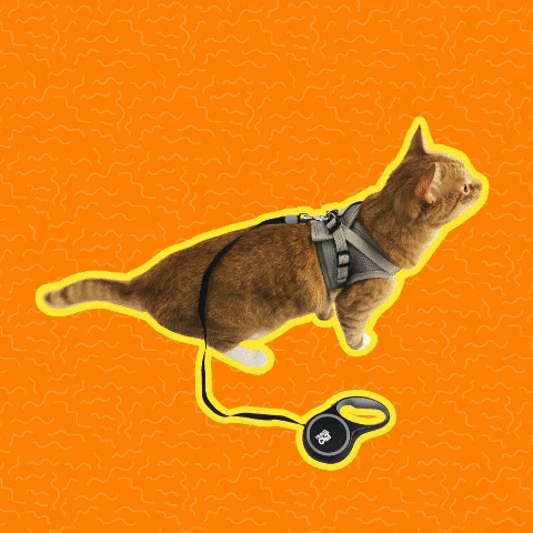 Adventure Cat GIF by Your Cat Backpack