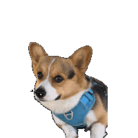 Corgi Milo Sticker