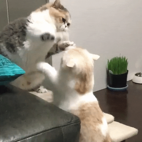likedhu giphyupload GIF