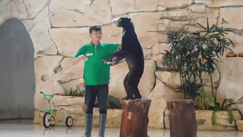 Bear Forced to Perform Tricks on Slippery Floor for Food