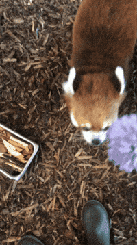 buildingourzoo animals flower panda tango GIF