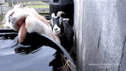 world's funniest fails GIF by Fox TV