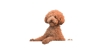 Mokiderpudel poodle moki toypoodle pudel Sticker