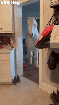 Hrimnir an Icelandic Horse Breaks into House