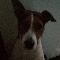 Dog Bones GIF