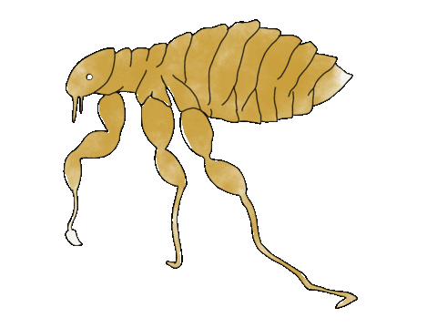 Flea Sticker