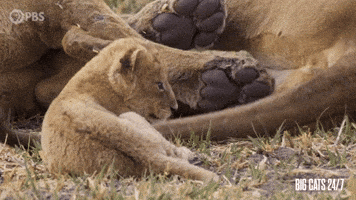 Season 2 Tail GIF by PBS