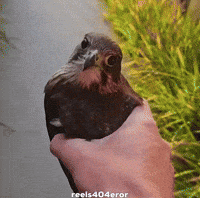 Shocked Dog GIF