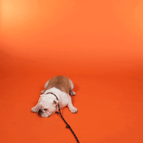 mooijontwerp giphyupload GIF