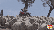 FarmerAustralia farmerwantsawife GIF