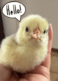 Chicken Hello GIF