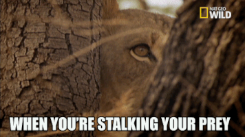 soul of the cat GIF by Nat Geo Wild 