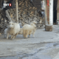 One Minute What GIF by TRT