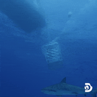 Discovery Channel Travel GIF by Shark Week
