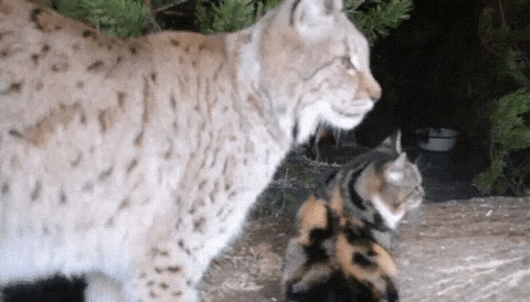 yaroslavastrutsynska giphyupload GIF