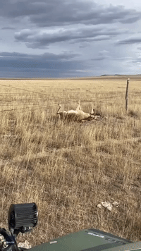 Antelope Runs Off With Man's Shoe After Being Rescued