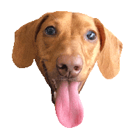 dog puppy Sticker by beangoods