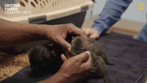 Happy National Geographic GIF by Nat Geo Wild
