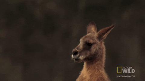 worldâs deadliest GIF by Nat Geo Wild 