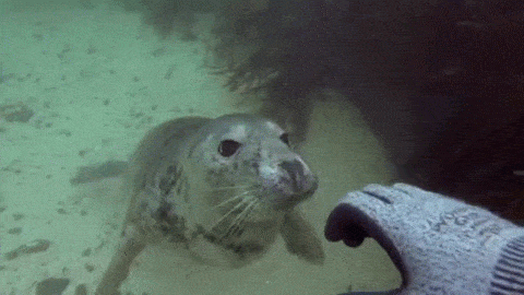 sea lion GIF