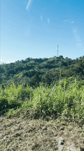 Video gif. Window view of a lush green hillside in Puerto Rico. 
