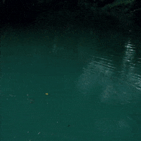 TheFourthComing couple jamaica bamboo rafting GIF
