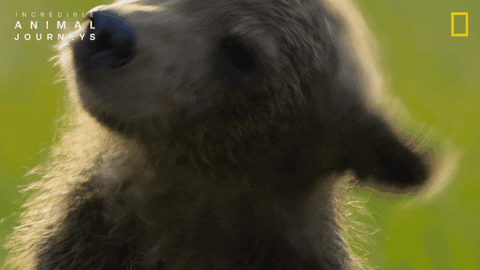 National Geographic GIF by Nat Geo Wild