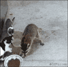 Thief Robbery GIF