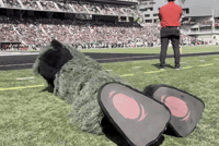 Nippert Stadium Football GIF by Bearcat