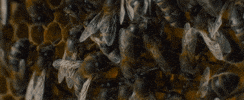 Queen Bee Honey GIF by Good Deed Entertainment