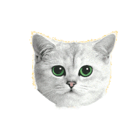 cat love Sticker by Bastion Agency Studio Lab