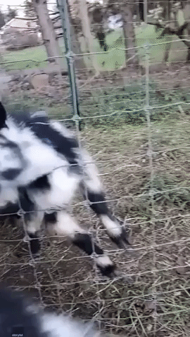 America’s Goat Talent: Declan the Singing Goat Takes Center Stage