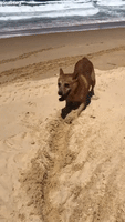 Doggy Drags Ball Along the Beach