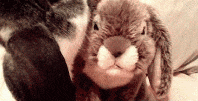 bunny rabbit GIF