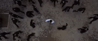 kung fu GIF
