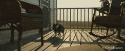 univeral pictures GIF by A Dog's Journey