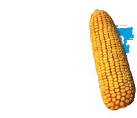 campo agro Sticker by Agroeste