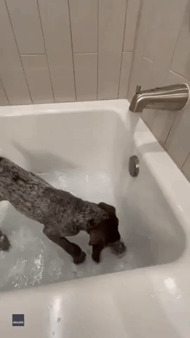 Splish Splash! Puppy Makes the Most of Bath Time in Nashville