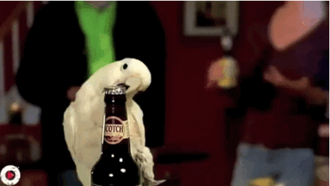 beer polly GIF