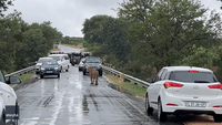 Lions Stop Traffic in Kruger National Park