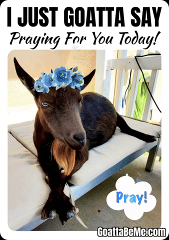Praying Hands Thoughts And Prayers GIF by Goatta Be Me Goats! Adventures of Java, Toffee, Pumpkin and Cookie!