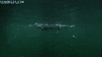 fish eat GIF by Cheezburger