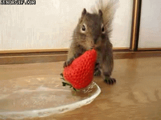 squirrel strawberry GIF